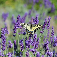 butterfly, Insect, lavender, Oct Queen