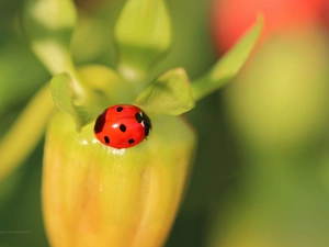Insect, ladybird, Red
