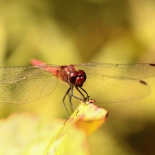 dragon-fly, Red, Insect, Ruddy Darter