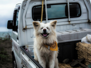 joy, fun, Akita Inu, Automobile, dog