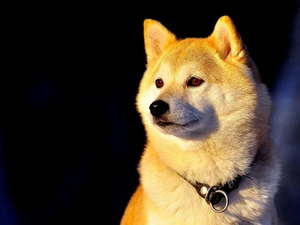 dog-collar, dog, Inu