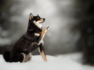 fuzzy, background, Shiba inu, snow, dog