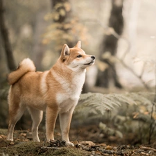 trees, viewes, Shiba inu, Plants, dog