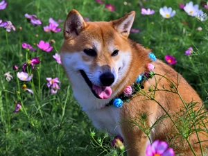 Flowers, Cosmos, Shiba inu, dog-collar, dog