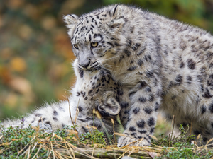 cuddled, Two cars, Irbisy