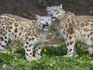 grass, Two cars, Irbisy