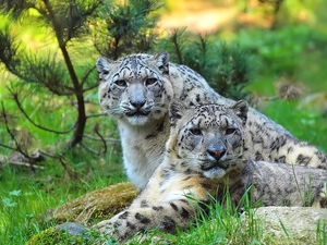 Irbisy, Panthers, snow