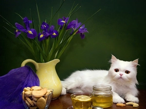 Irises, White, cat