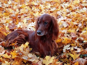 Irish Setter, Leaf