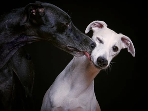 White, Black, Dogs, Italian Greyhounds, Two cars
