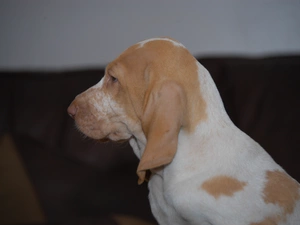 Bracco italiano, Head, Italian Shorthaired Pointing Dog