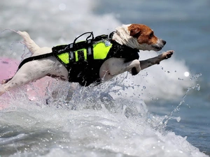 rescuer, Jack Russell Terrier, dog