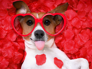 dog, Glasses, heart, Jack Russell Terier