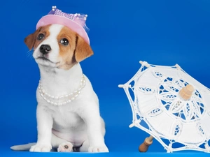 dog, Hat, Umbrella, Jack Russell Terrier