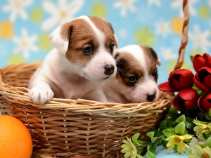 puppies, basket, Flowers, Jack Russell Terriers