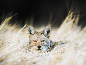 Jackal, grass