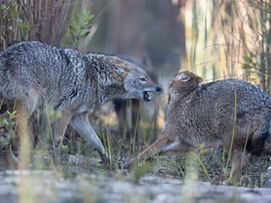 grass, Two cars, Jackals