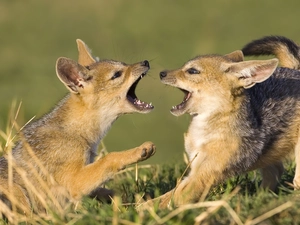 young, play, grass, Jackals