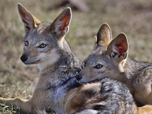Jackals