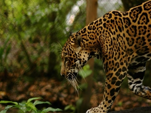 Jaguar