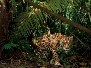 Jaguar, jungle