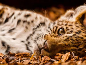 lying, Wild Cat Jaguar
