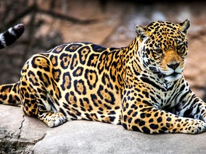 Jaguar, Stone