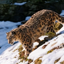 Snow leopard, snow, Stones
