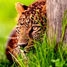 trees, Head, Jaguar, grass