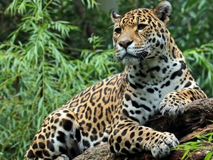 trees, viewes, Twigs, Lod on the beach, Jaguar