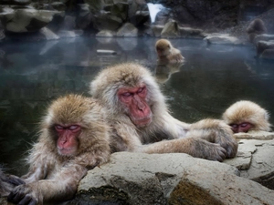 Japanese, Sleeping, macaques