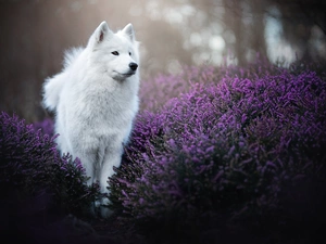 White, Japanese Spitz, heathers, dog