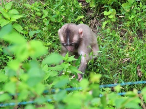 toque, young, Monkey, japanese