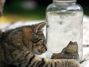 jar, cat, frogs