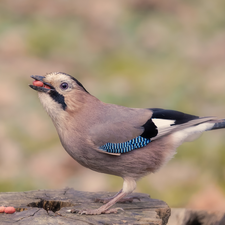 Bird, grains, trunk, jay