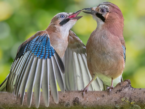 Two cars, Blue jay, branch, birds