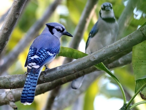 Two cars, Blue Jay, branch pics, birds