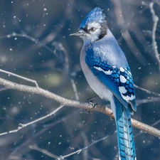 flakes, snow, Blue jay, branch pics, Bird