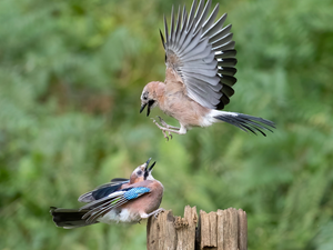 Blue jay, Two cars, birds