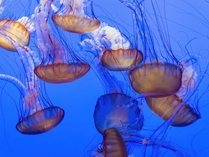 jellyfish