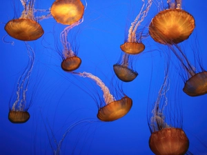 jellyfish, Cnidaria