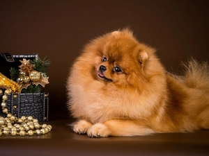 jewellery, dog, trunk