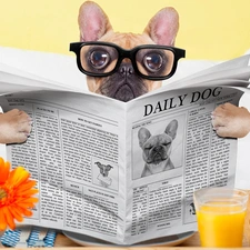 Paper, French Bulldog, cup, Glasses, dog, Flower, juice