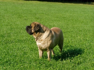 Big, juicy, grass, English mastiff