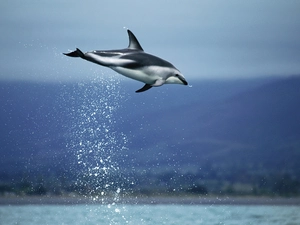 jump, Delfina
