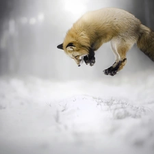 Fox, hunting, jump, snow