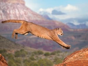 jump, cougar, Mountains