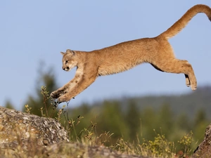 jump, cougar, rocks