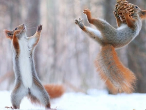 cone, jump, squirrels, winter, Two