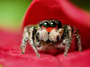 Close, Spider, Zebra Jumper